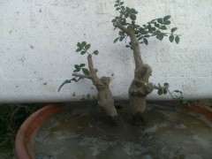 8月份 对节白蜡下山桩可以移植吗 图片