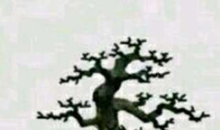 对节白蜡下山桩怎么结顶的方法 图片