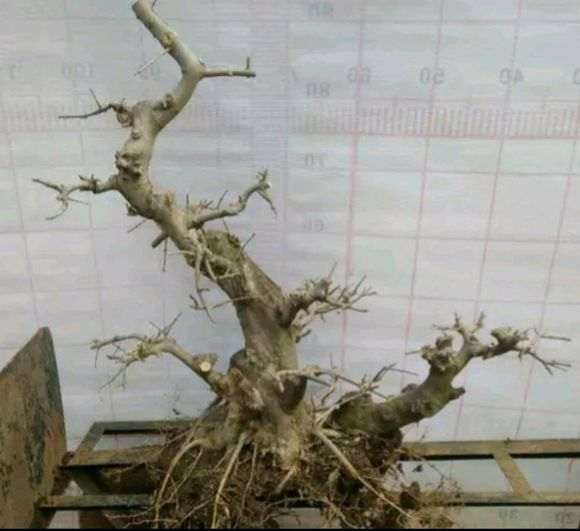 对节白蜡下山桩怎么结顶的方法 图片