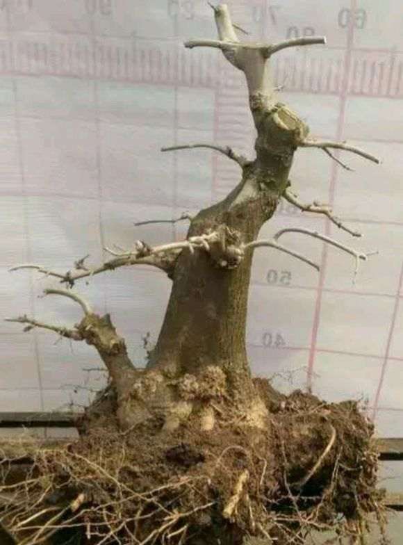 对节白蜡下山桩怎么结顶的方法 图片