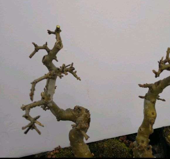 对节白蜡下山桩怎么结顶的方法 图片