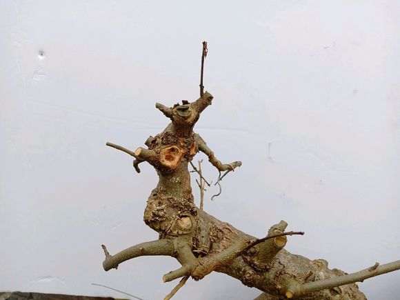 对节白蜡下山桩怎么结顶的方法 图片