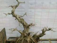 对节白蜡下山桩怎么结顶的方法 图片