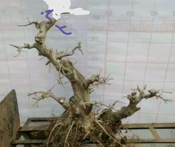 对节白蜡下山桩怎么顶枝呼应的方法 图片