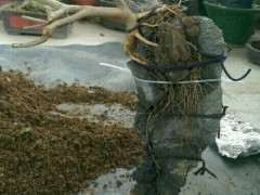 对节白蜡下山桩怎么制作附石盆景 图片