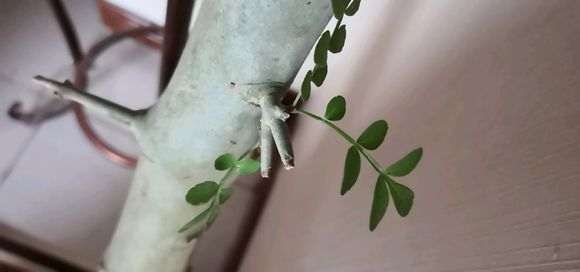 对节白蜡下山桩怎么截短的方法 图片