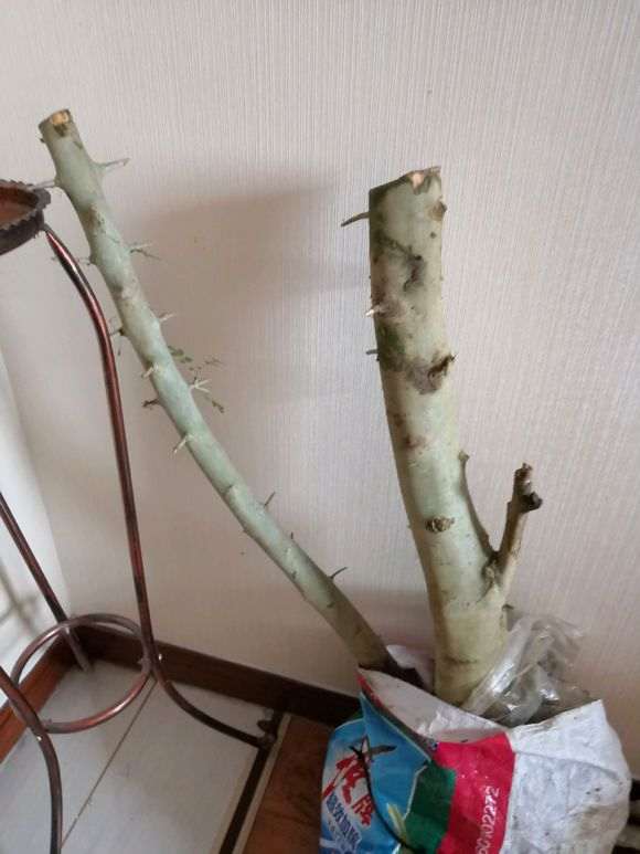 对节白蜡下山桩怎么截短的方法 图片