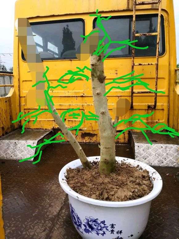 对节白蜡下山桩怎么截短的方法 图片