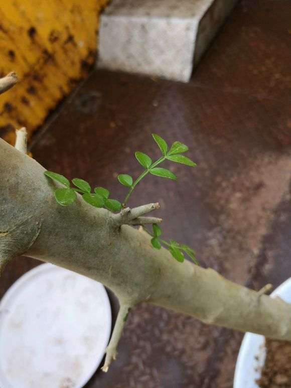 对节白蜡下山桩怎么截短的方法 图片