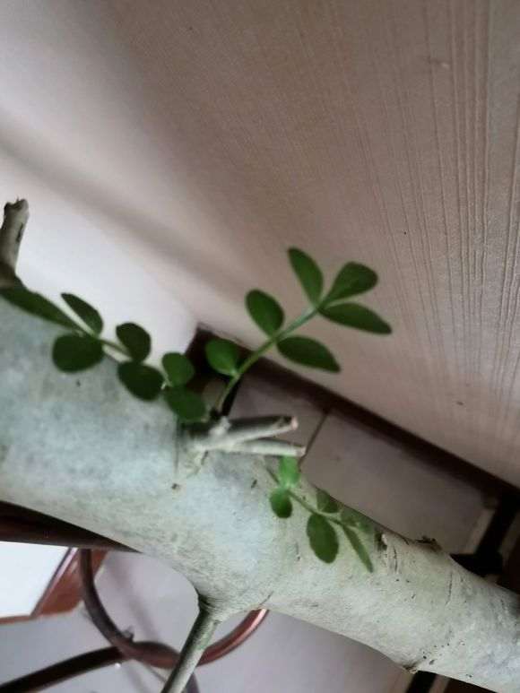 对节白蜡下山桩怎么截短的方法 图片