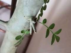 对节白蜡下山桩怎么截短的方法 图片