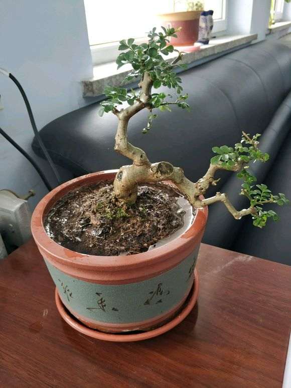 对节白蜡下山桩掉叶子 怎么办 图片