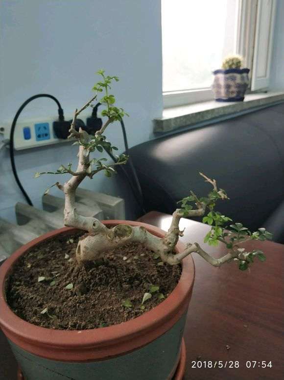 对节白蜡下山桩掉叶子 怎么办 图片