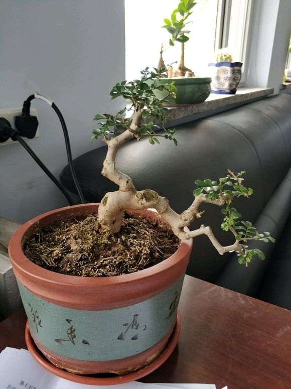 对节白蜡下山桩掉叶子 怎么办 图片