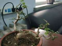 对节白蜡下山桩掉叶子 怎么办 图片