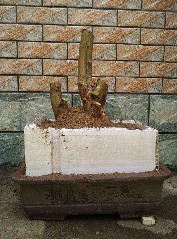 图解 对节白蜡下山桩怎么套膜养护的方法