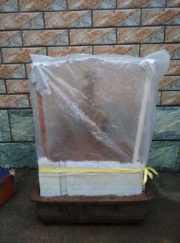 图解 对节白蜡下山桩怎么套膜养护的方法