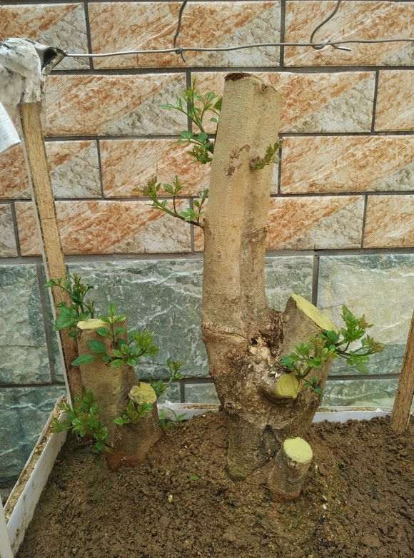 图解 对节白蜡下山桩怎么套膜养护的方法
