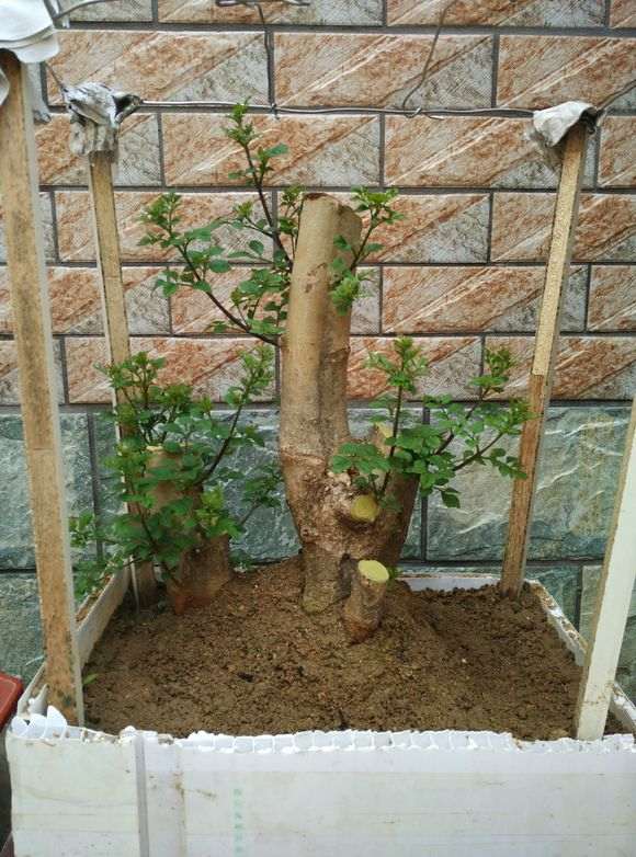 图解 对节白蜡下山桩怎么套膜养护的方法