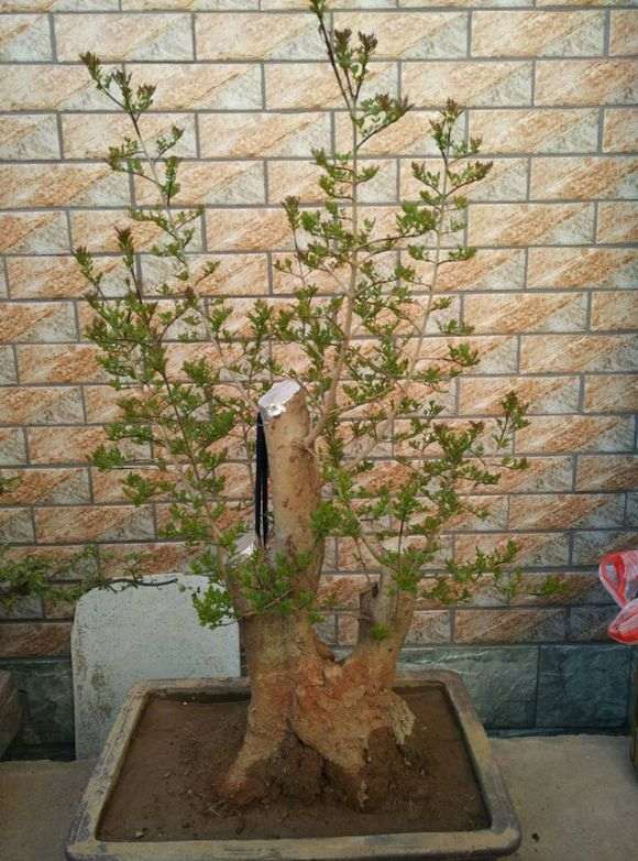 图解 对节白蜡下山桩怎么套膜养护的方法