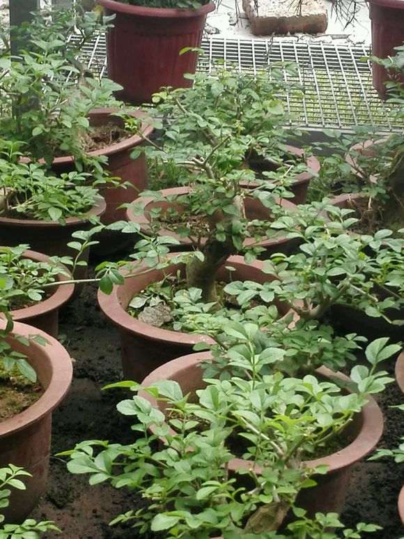 白蜡和对节白蜡下山桩有什么区别啊 图片