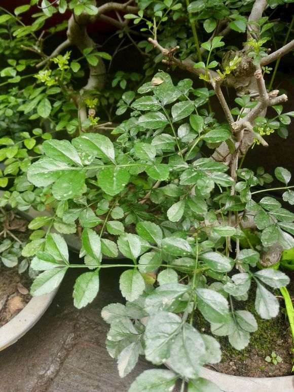 白蜡和对节白蜡下山桩有什么区别啊 图片