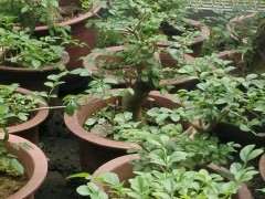 白蜡和对节白蜡下山桩有什么区别啊 图片