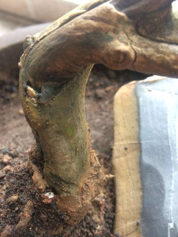 对节白蜡下山桩 叶子枯掉了 怎么办 图片