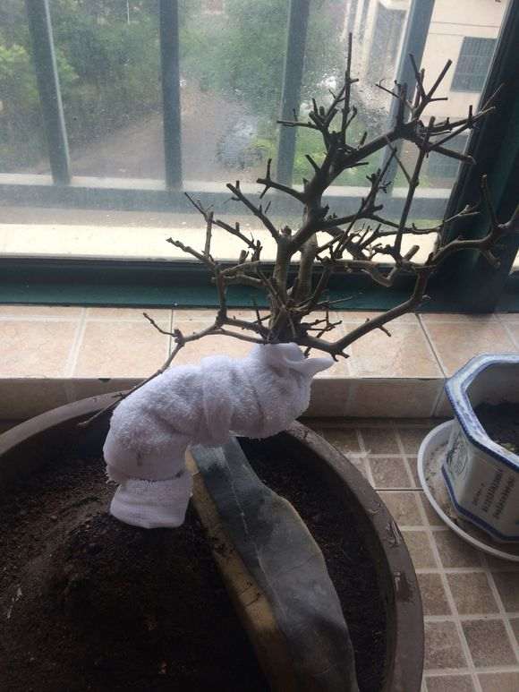 对节白蜡下山桩 叶子枯掉了 怎么办 图片