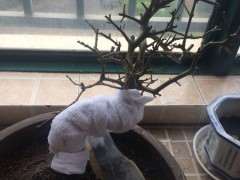 对节白蜡下山桩叶子枯掉了 续套袋吗