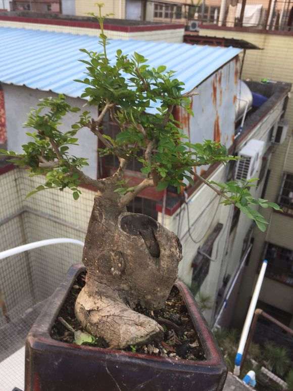 这棵对节白蜡下山桩好看么 图片