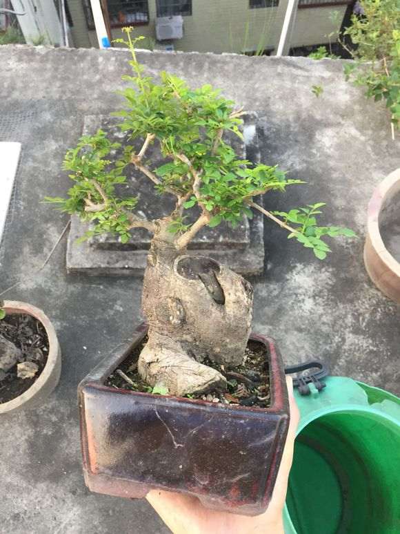 这棵对节白蜡下山桩好看么 图片