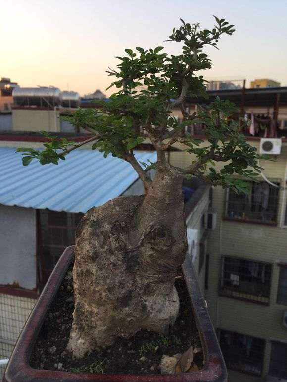 这棵对节白蜡下山桩好看么 图片