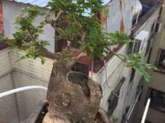 这棵对节白蜡下山桩好看么 图片