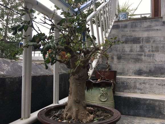 对节白蜡下山桩叶子己干 怎么抢救 图片