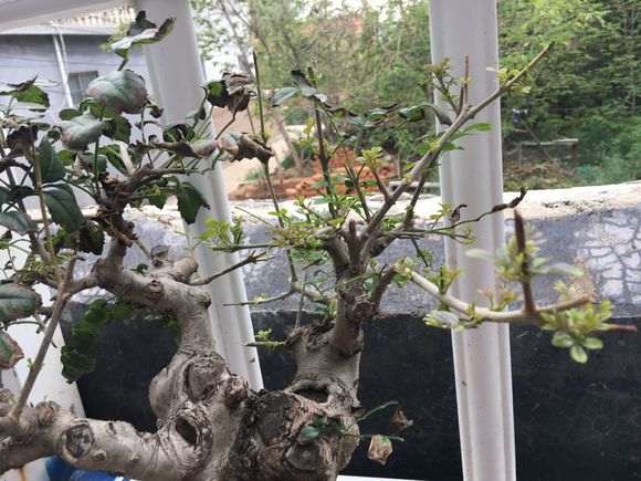 对节白蜡下山桩叶子己干 怎么抢救 图片