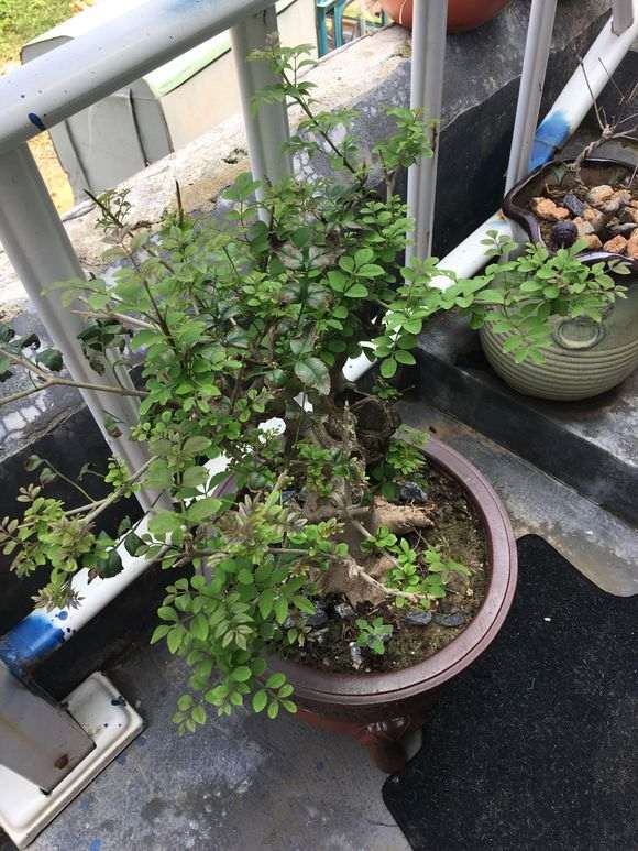 对节白蜡下山桩叶子己干 怎么抢救 图片