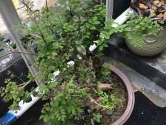 对节白蜡下山桩叶子己干 怎么抢救 图片