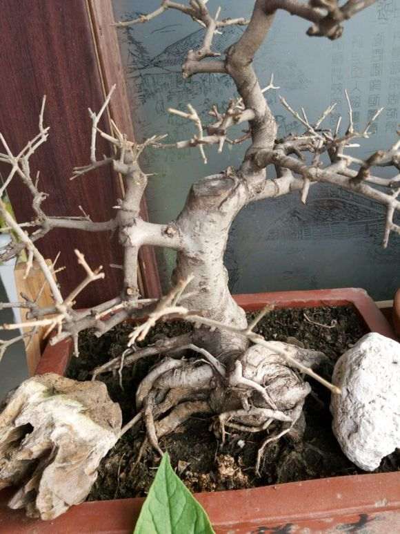 对节白蜡下山桩冬天掉叶 怎么办 图片