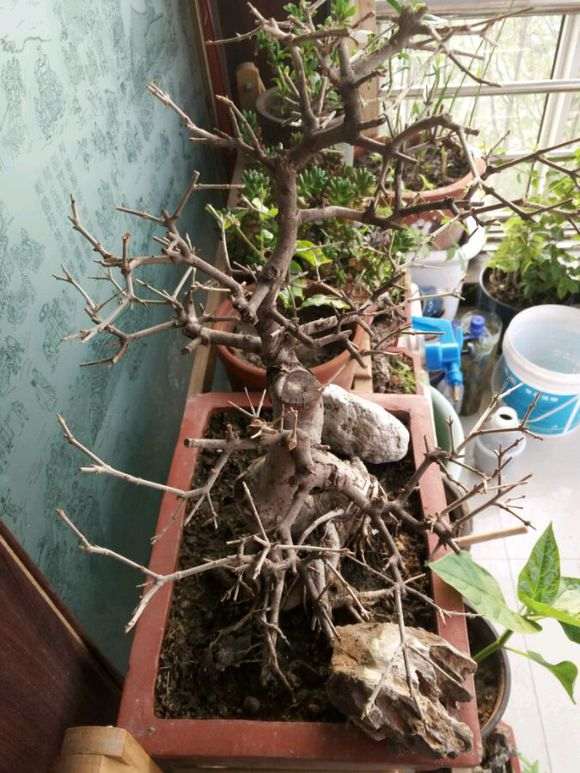 对节白蜡下山桩冬天掉叶 怎么办 图片