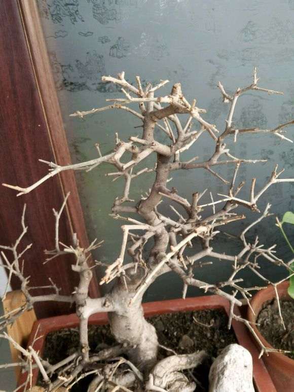 对节白蜡下山桩冬天掉叶 怎么办 图片