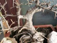 对节白蜡下山桩冬天掉叶 怎么办 图片