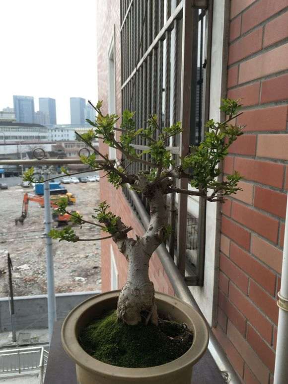 对节白蜡下山桩怎么施肥的方法 图片