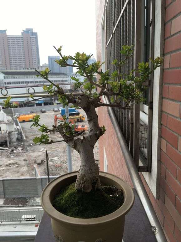 对节白蜡下山桩怎么施肥的方法 图片