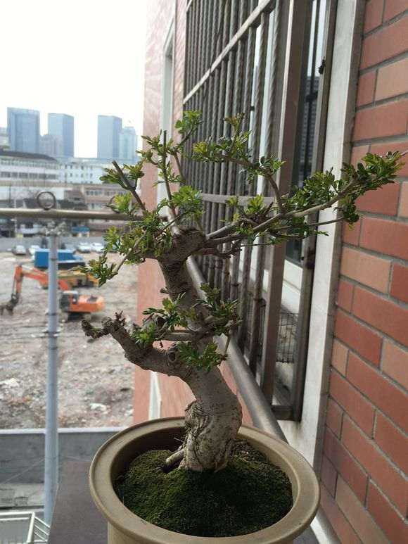 对节白蜡下山桩怎么施肥的方法 图片