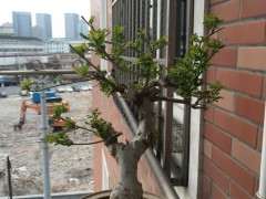 对节白蜡下山桩怎么施肥的方法 图片