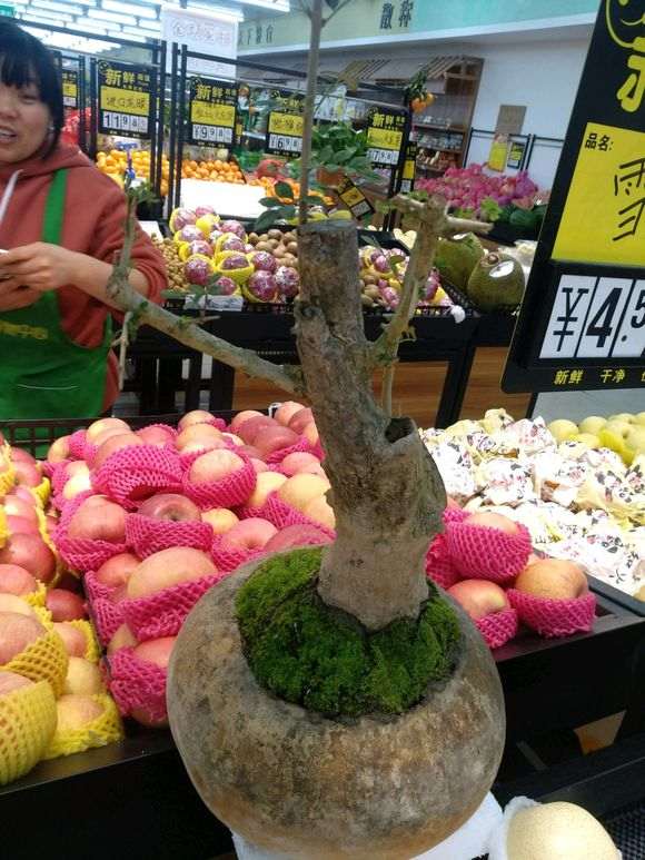 对节白蜡下山桩 这个能放室内吗 图片