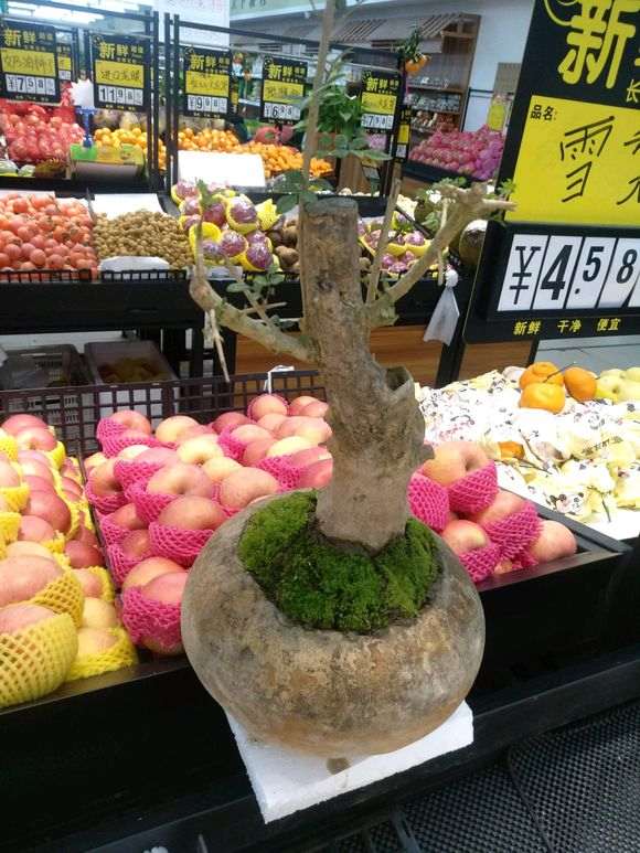 对节白蜡下山桩 这个能放室内吗 图片