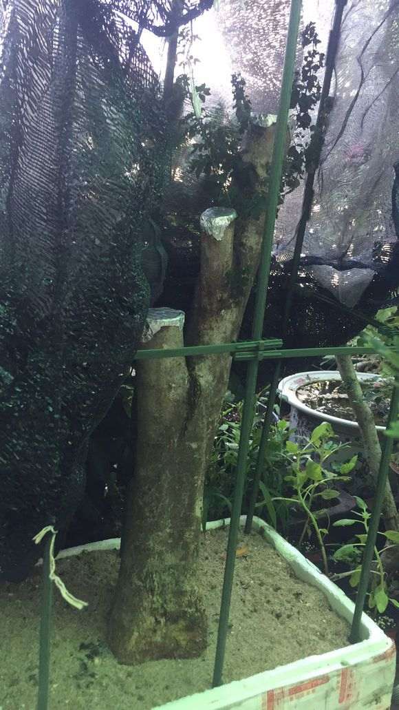 对节白蜡下山桩回芽了怎么办 图片