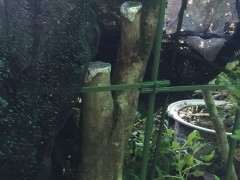 对节白蜡下山桩回芽了怎么办 图片